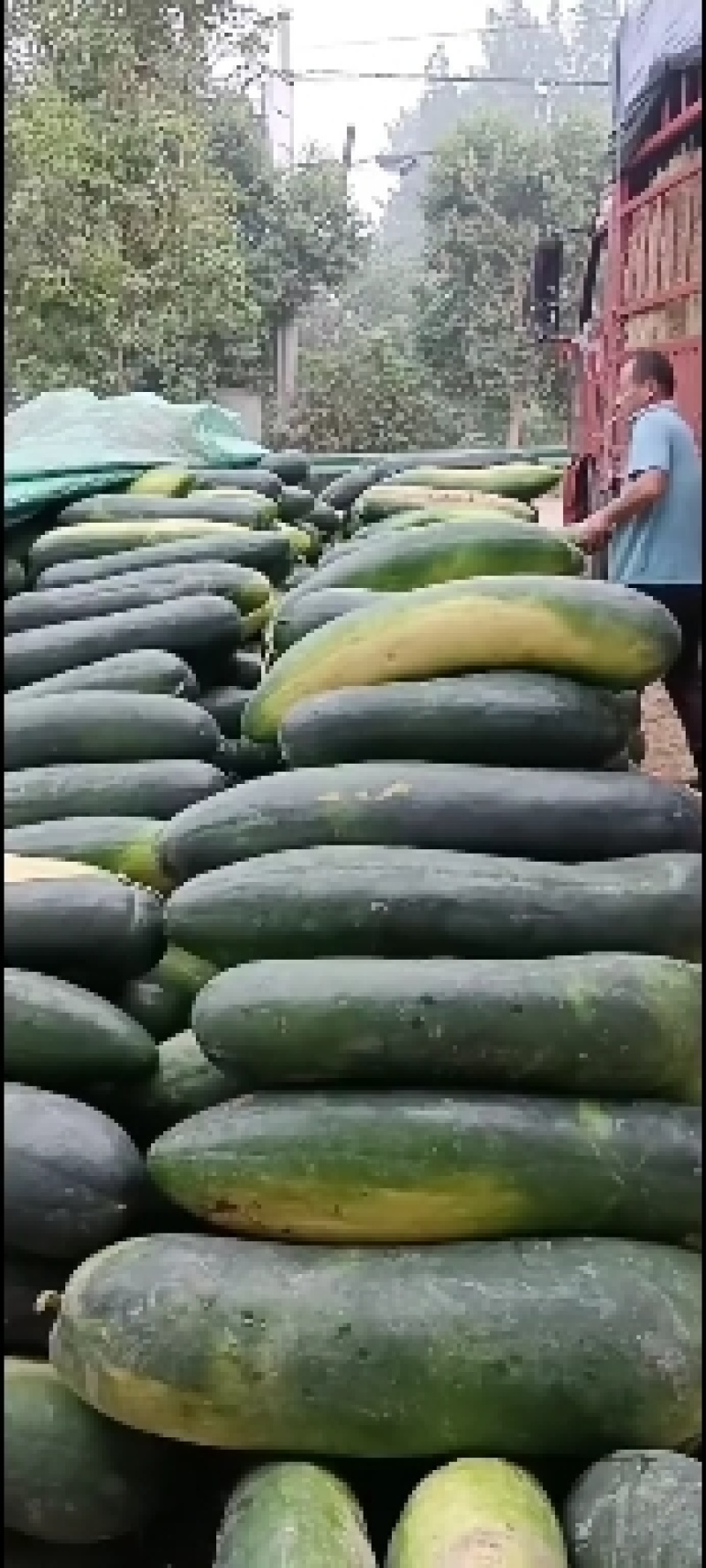 露天地冬瓜安徽精品黑皮冬瓜大量上市量大从优欢迎选购