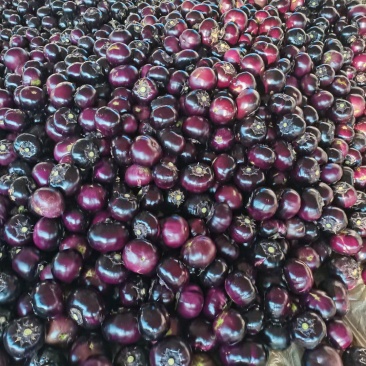 优质紫光圆茄，长茄，产地大量供应质量保证