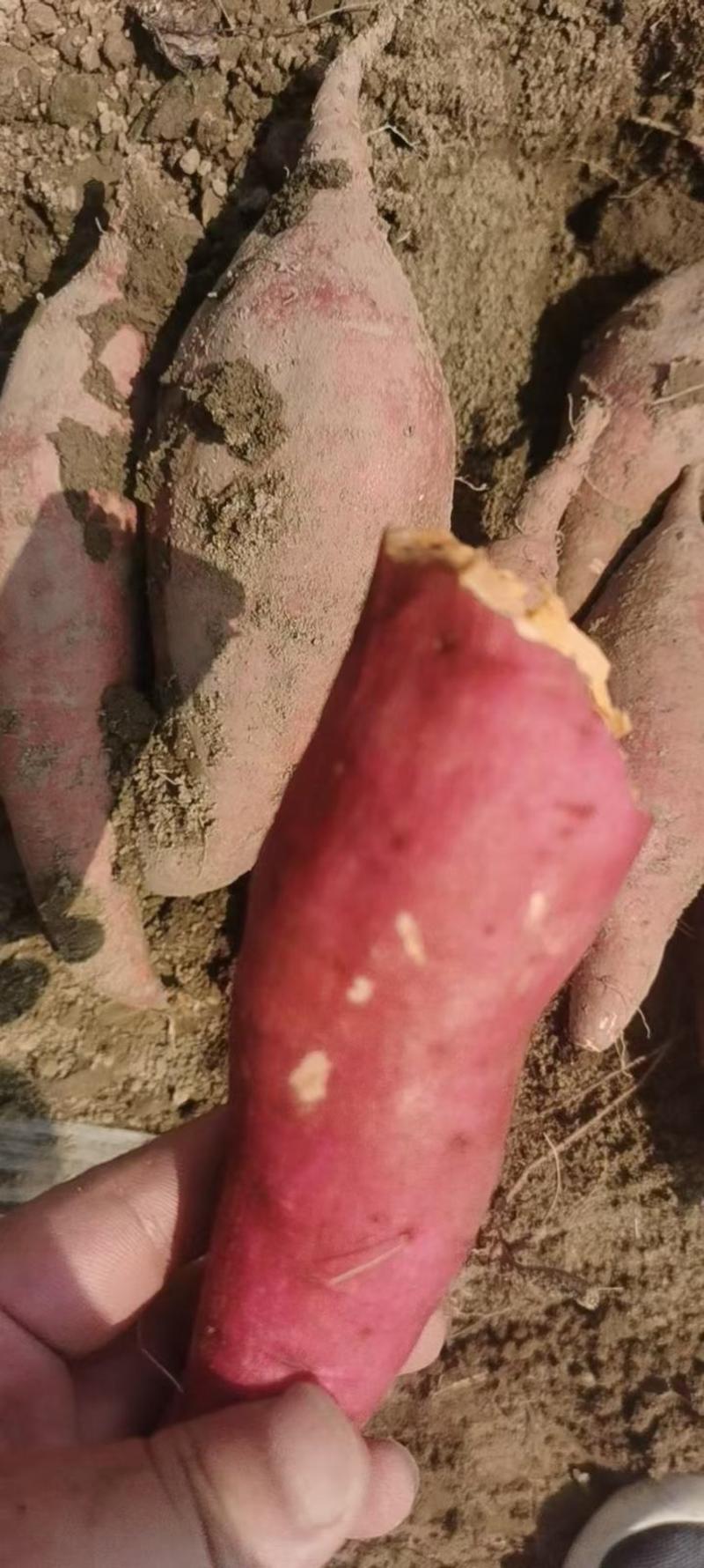 西瓜红红薯