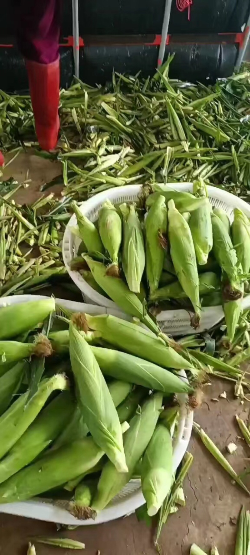 【水果玉米】大量上市，货源充足质量保证欢迎选购！