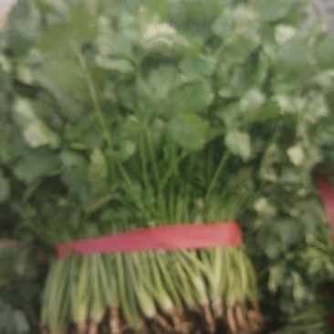 大叶香菜精品香菜正在上市走货中：做精品菜业按需求加工做诚