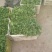 大叶香菜精品香菜正在上市走货中：做精品菜业按需求加工做诚