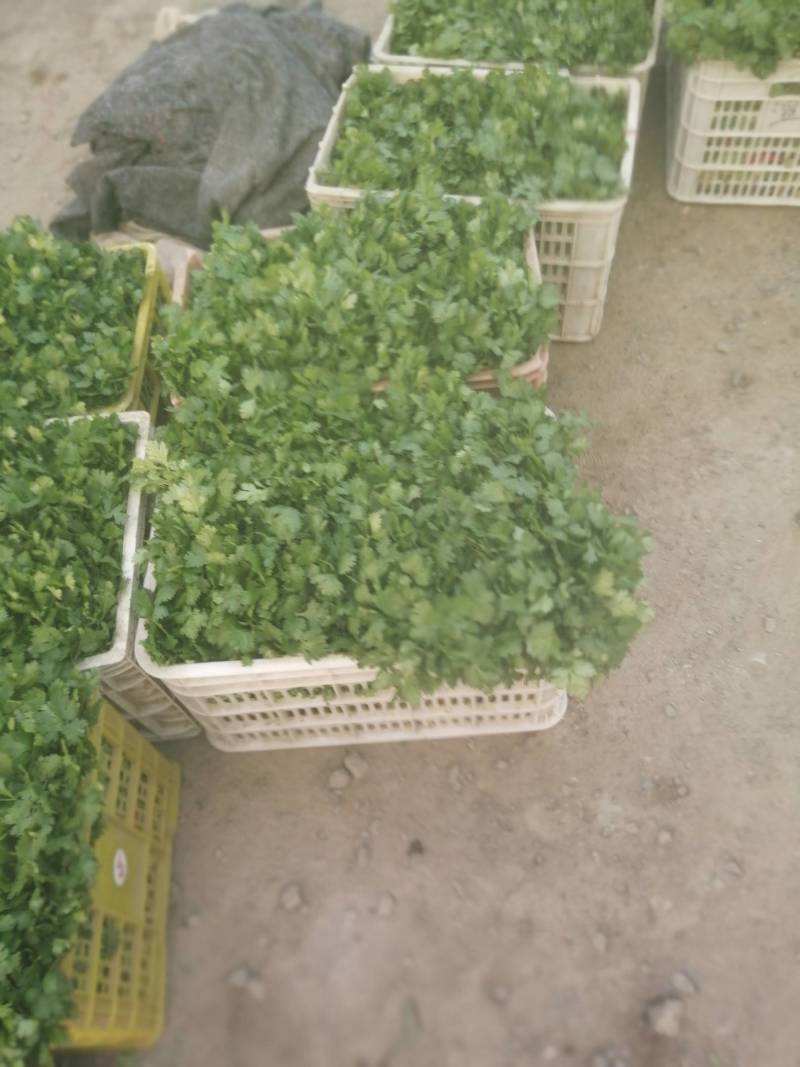 大叶香菜精品香菜正在上市走货中：做精品菜业按需求加工做诚