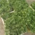 大叶香菜精品香菜正在上市走货中：做精品菜业按需求加工做诚