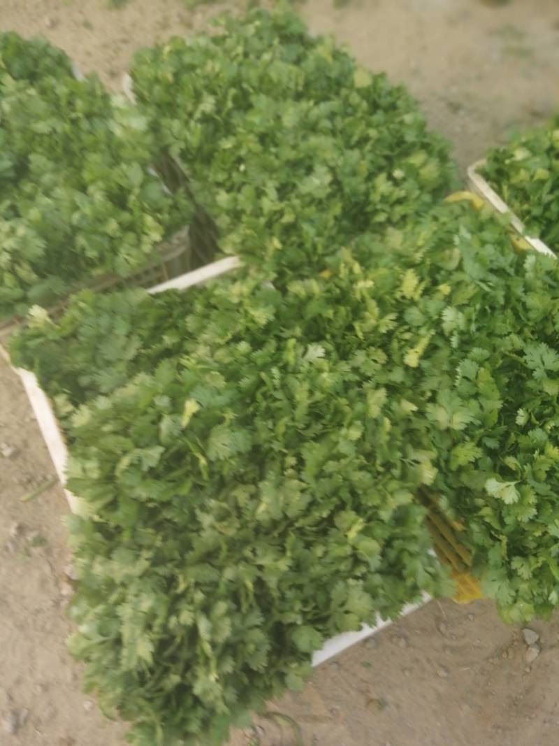 大叶香菜精品香菜正在上市走货中：做精品菜业按需求加工做诚