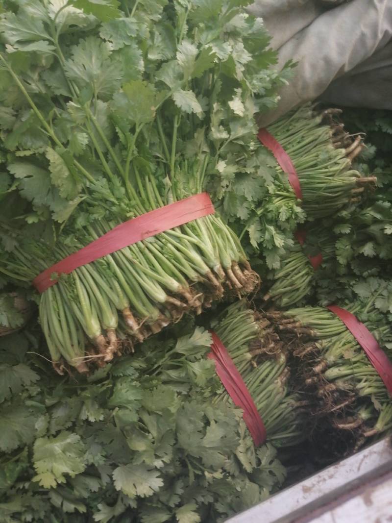 大叶香菜精品香菜正在上市走货中：做精品菜业按需求加工做诚