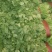 大叶香菜精品香菜正在上市走货中：做精品菜业按需求加工做诚
