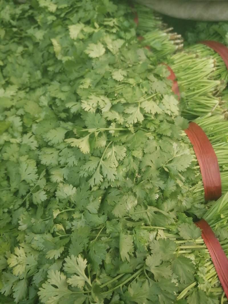 大叶香菜精品香菜正在上市走货中：做精品菜业按需求加工做诚