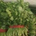 大叶香菜精品香菜正在上市走货中：做精品菜业按需求加工做诚