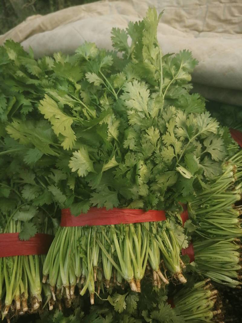 大叶香菜精品香菜正在上市走货中：做精品菜业按需求加工做诚