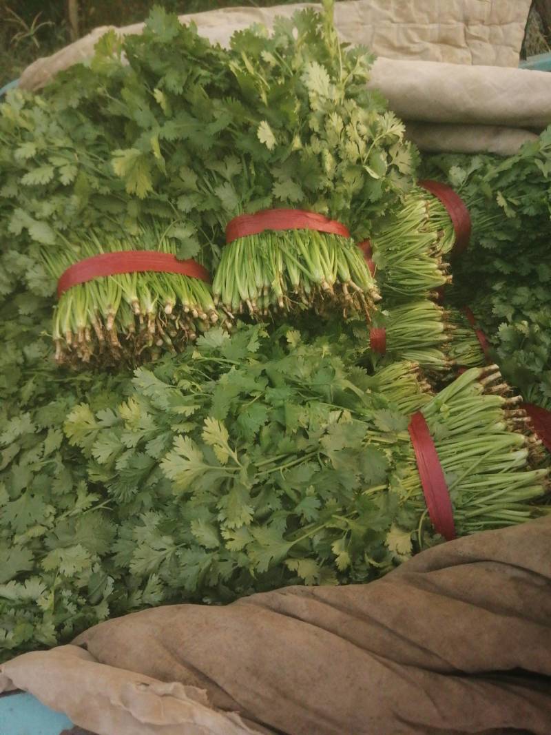 大叶香菜精品香菜正在上市走货中：做精品菜业按需求加工做诚