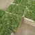 大叶香菜精品香菜正在上市走货中：做精品菜业按需求加工做诚
