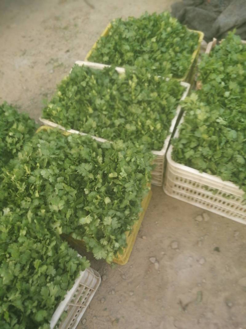 大叶香菜精品香菜正在上市走货中：做精品菜业按需求加工做诚