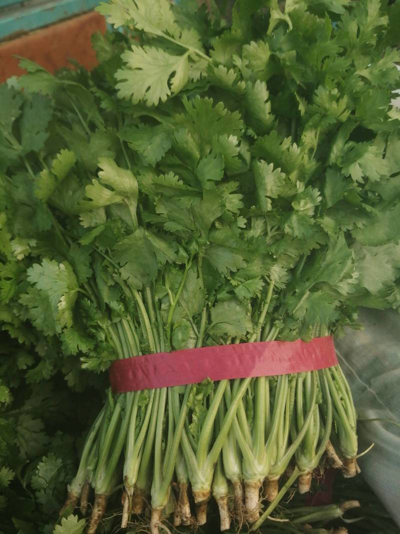 大叶香菜精品香菜正在上市走货中：做精品菜业按需求加工做诚