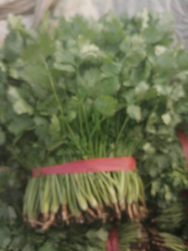 大叶香菜精品香菜正在上市走货中：做精品菜业按需求加工做诚