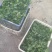 大叶香菜精品香菜正在上市走货中：做精品菜业按需求加工做诚