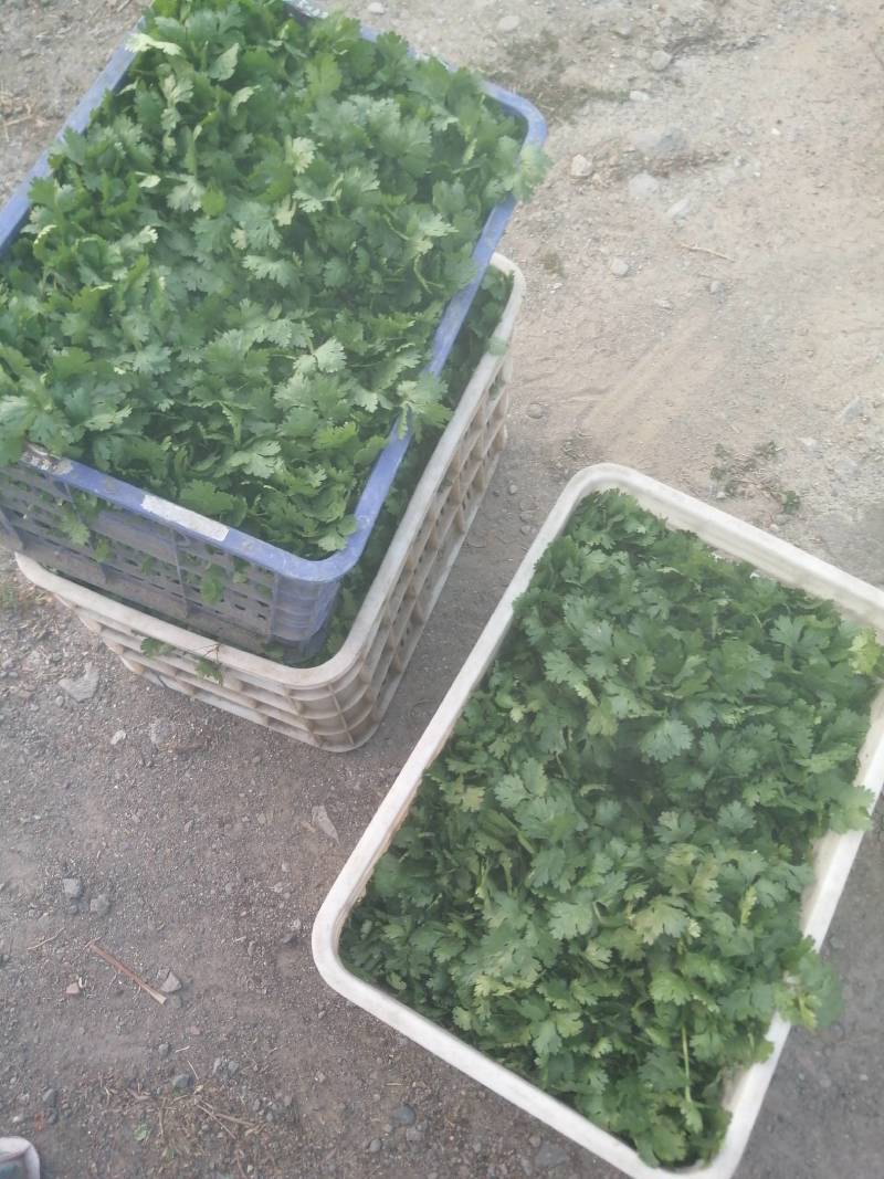 大叶香菜精品香菜正在上市走货中：做精品菜业按需求加工做诚