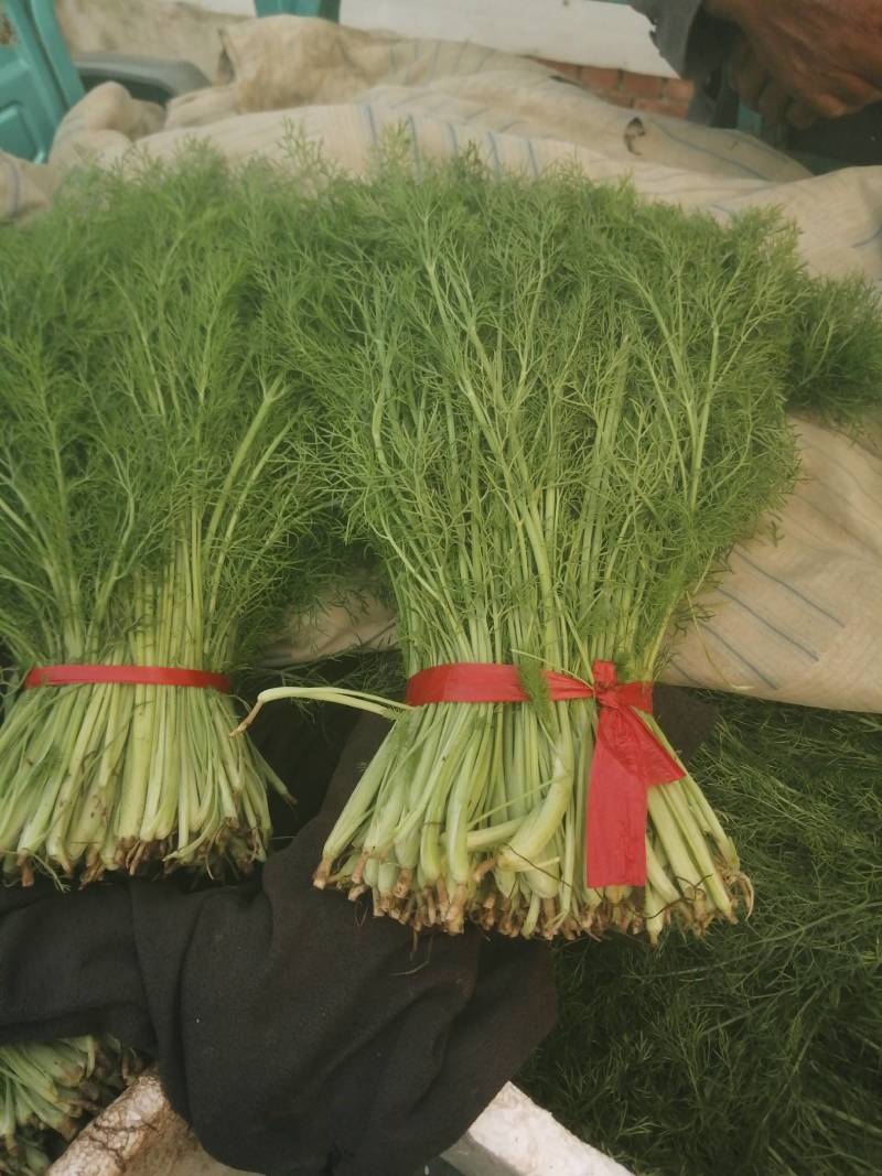 大叶香菜精品香菜正在上市走货中：做精品菜业按需求加工做诚