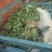 大叶香菜精品香菜正在上市走货中：做精品菜业按需求加工做诚