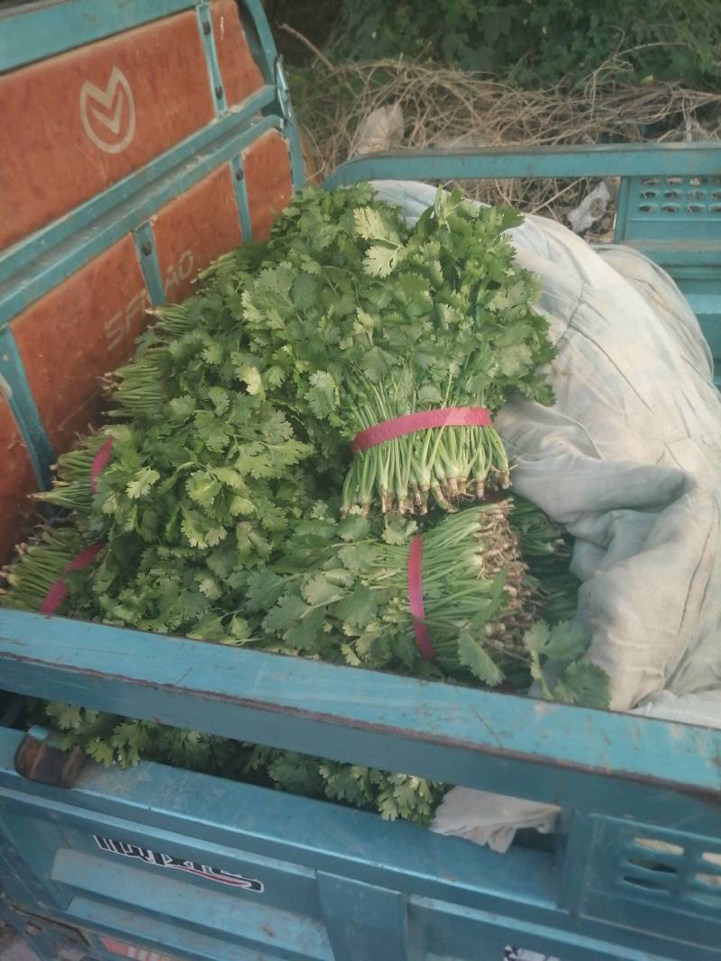 大叶香菜精品香菜正在上市走货中：做精品菜业按需求加工做诚