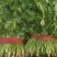 大叶香菜精品香菜正在上市走货中：做精品菜业按需求加工做诚
