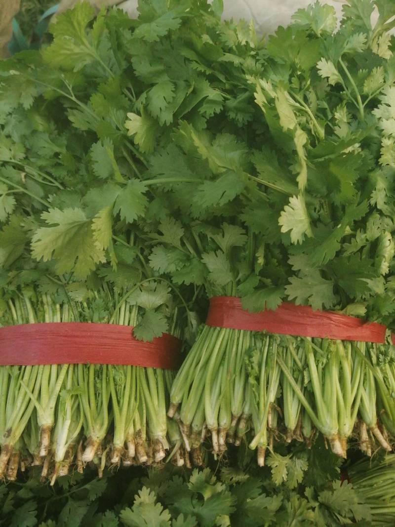 大叶香菜精品香菜正在上市走货中：做精品菜业按需求加工做诚