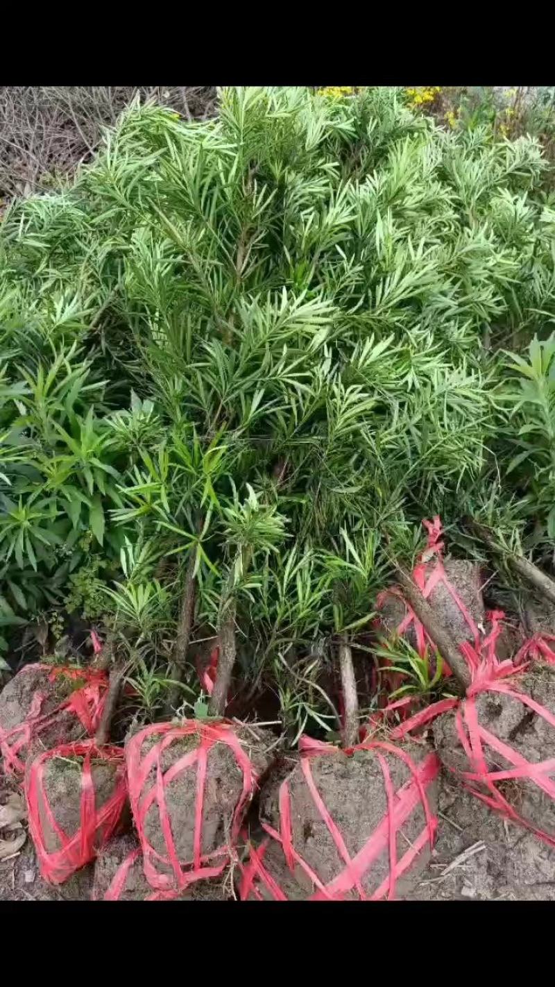 罗汉松2-3公分自家苗圃一手货源产地批全国发货精品苗发货