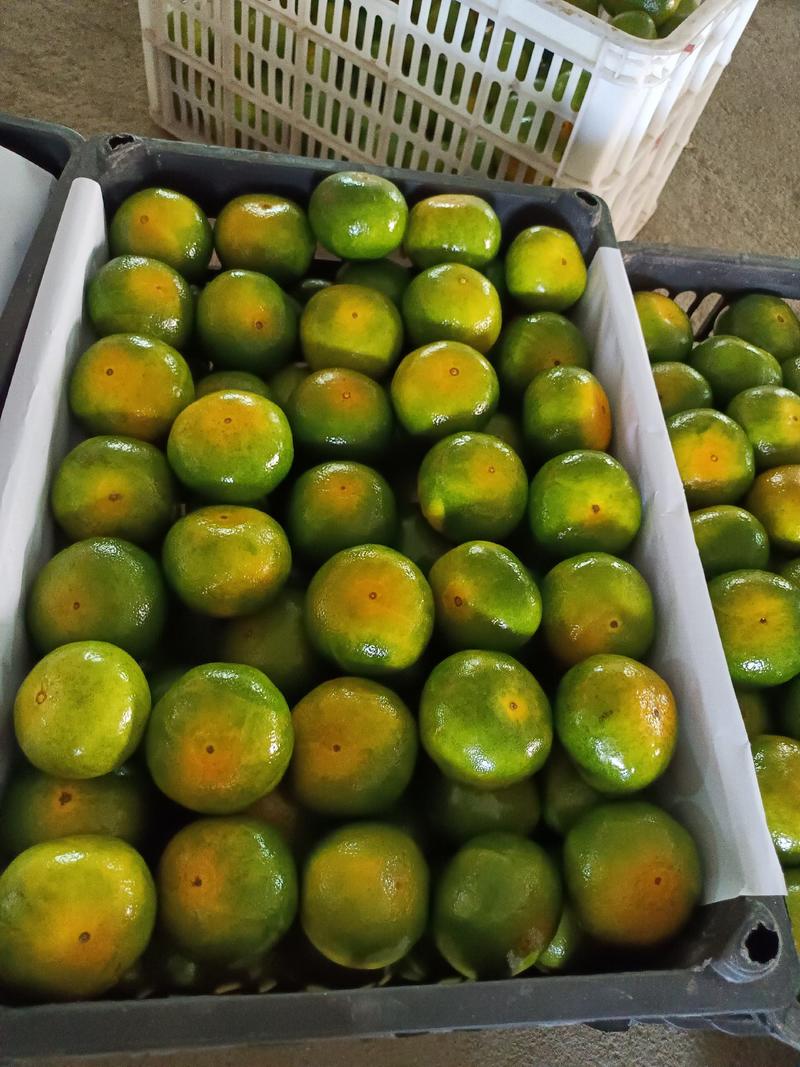 东江湖蜜橘已大量上市欢迎各地老板前来定购
