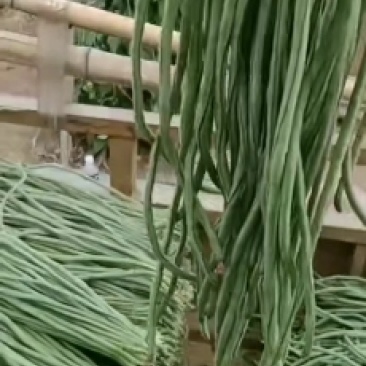 青条豆角