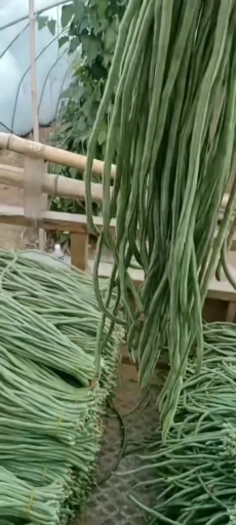 青条豆角