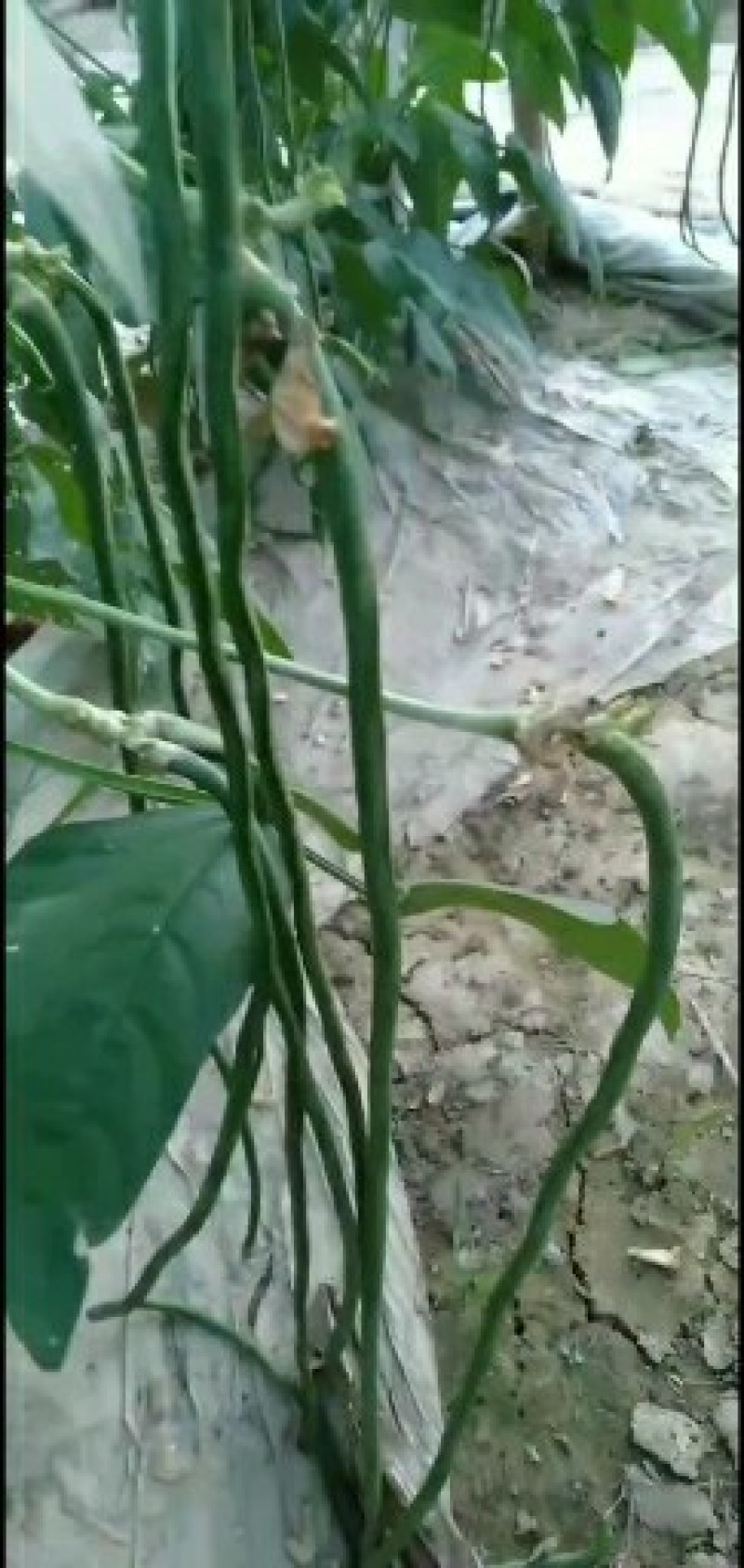 青条豆角