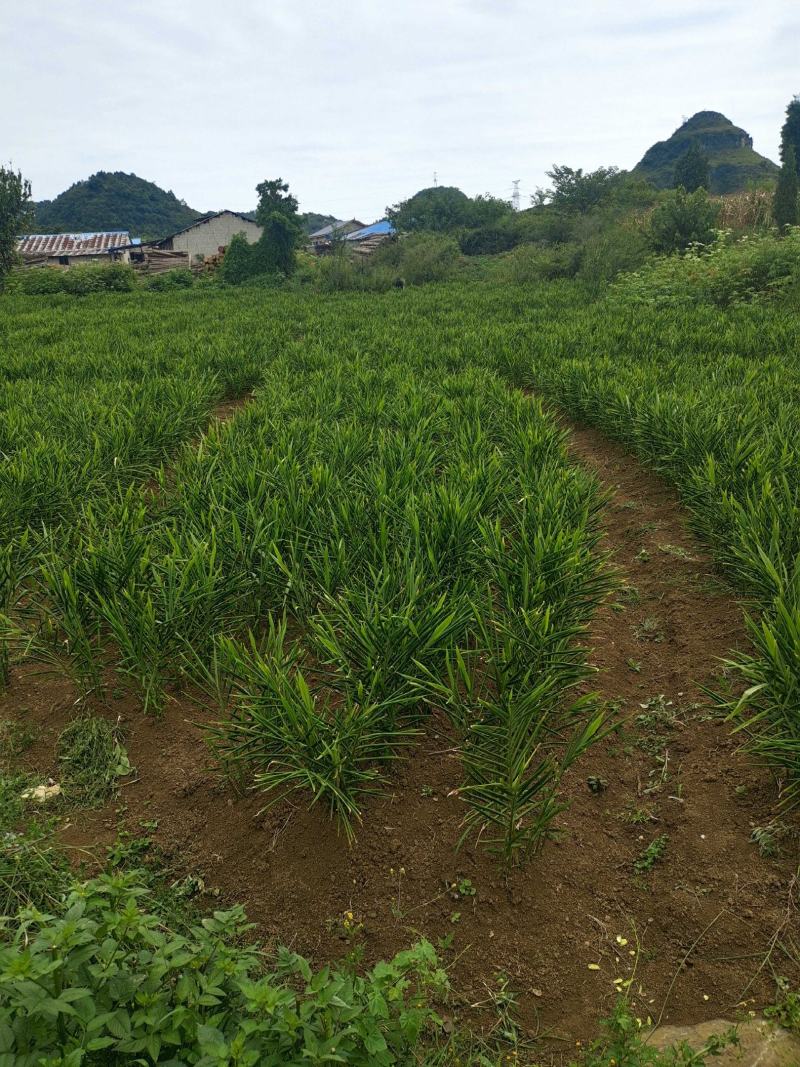 贵州安顺镇宁生姜二黄姜生姜电商市场合作