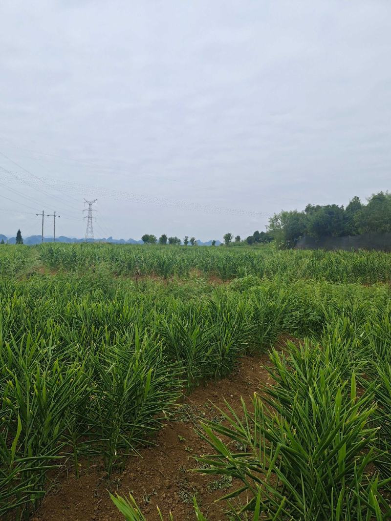 贵州安顺镇宁生姜二黄姜生姜电商市场合作