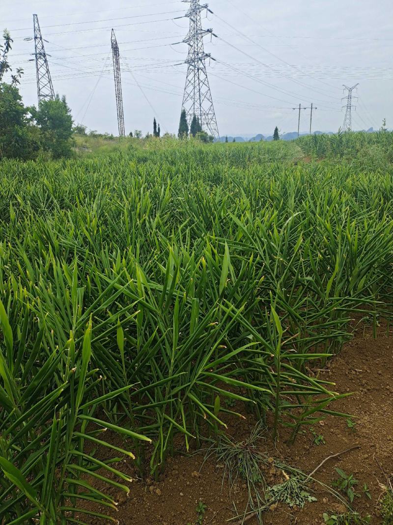贵州安顺镇宁生姜二黄姜生姜电商市场合作