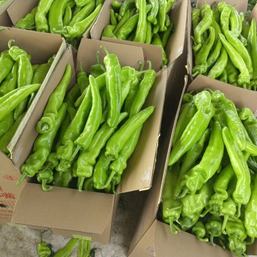 精品热销黄皮尖椒大量上市产地直发一手货源