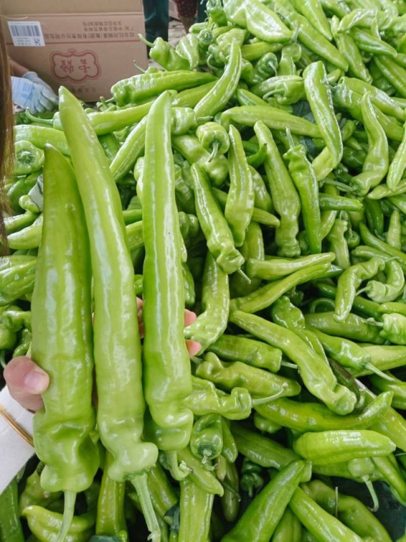 精品热销黄皮尖椒大量上市产地直发一手货源