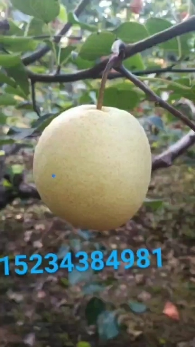 山西吕梁文水产地大量供应酥梨(贡梨)
