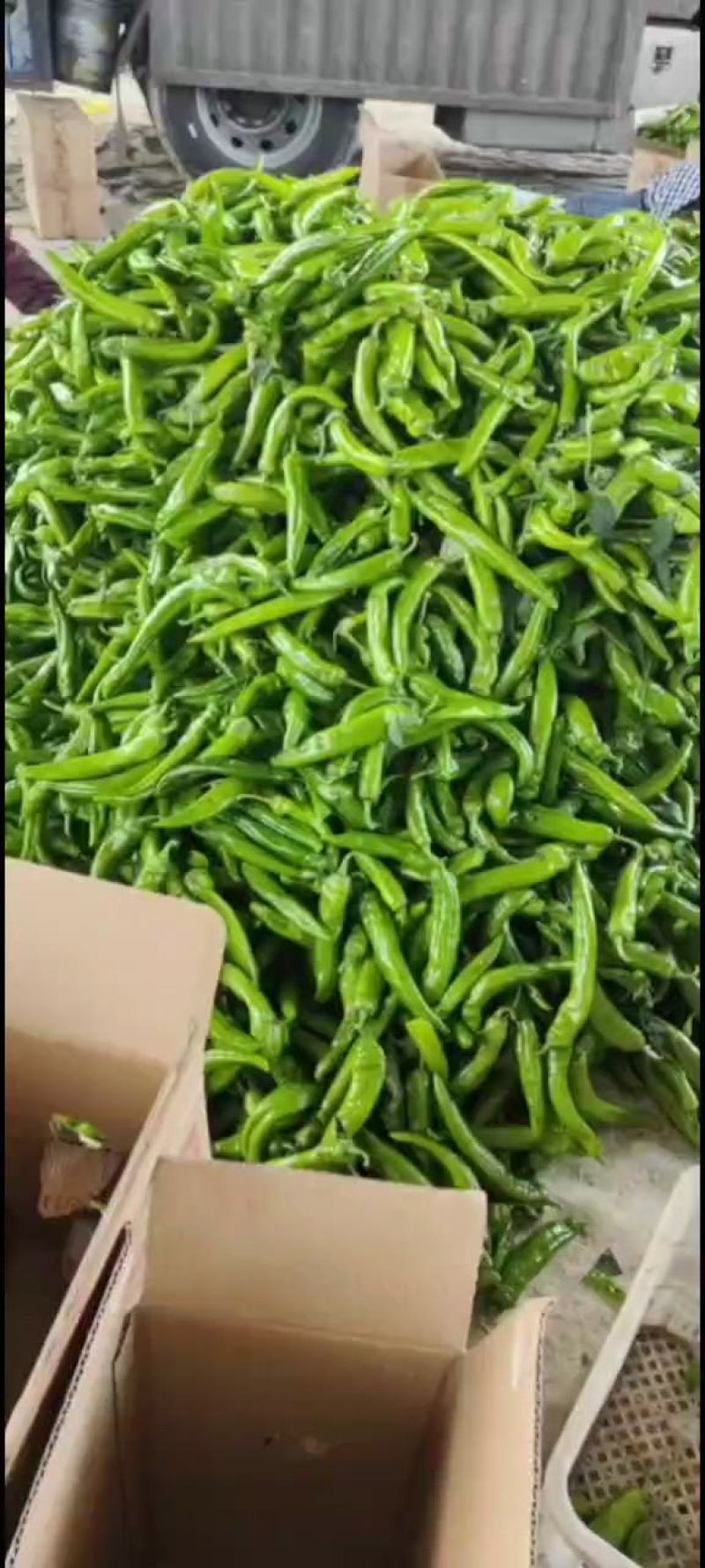 绿皮尖椒大量上市现摘现发发往全国一手货源