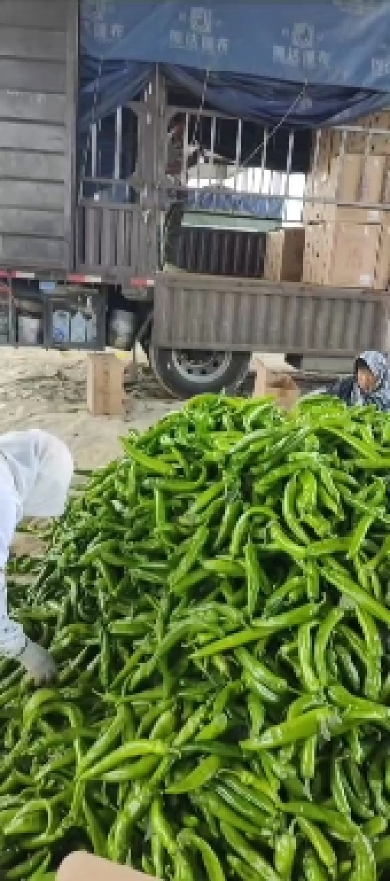 绿皮尖椒大量上市现摘现发发往全国一手货源