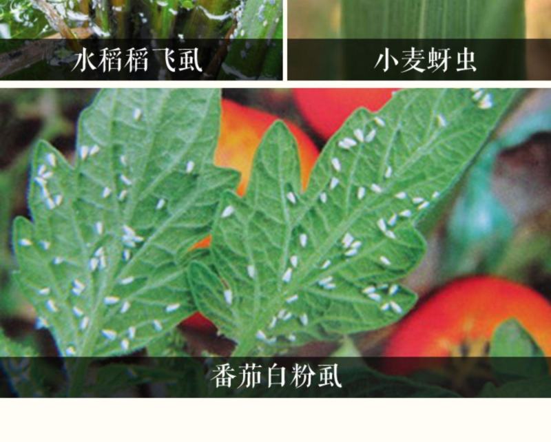 艾美乐德国拜耳70%吡虫啉花卉蔬菜番茄飞虱蚜虫腻虫农