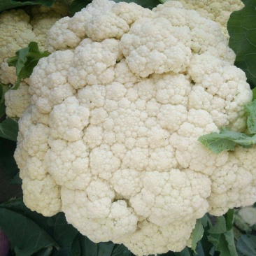 美浓80天有机青梗松花菜种子耐寒抗病花椰菜种秋季基地蔬菜