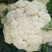 美浓80天有机青梗松花菜种子耐寒抗病花椰菜种秋季基地蔬菜