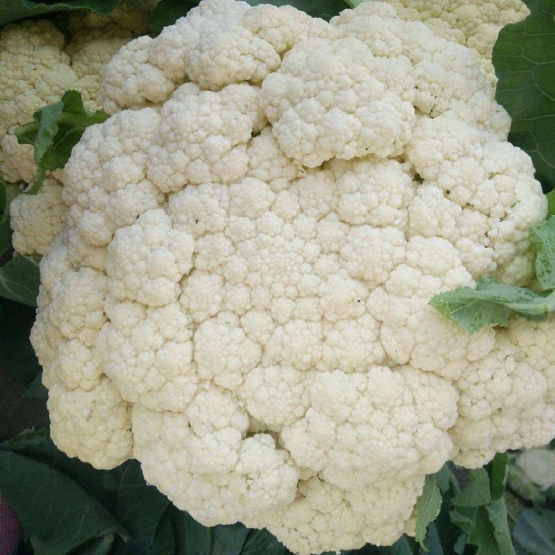 美浓80天有机青梗松花菜种子耐寒抗病花椰菜种秋季基地蔬菜