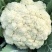 美浓80天有机青梗松花菜种子耐寒抗病花椰菜种秋季基地蔬菜