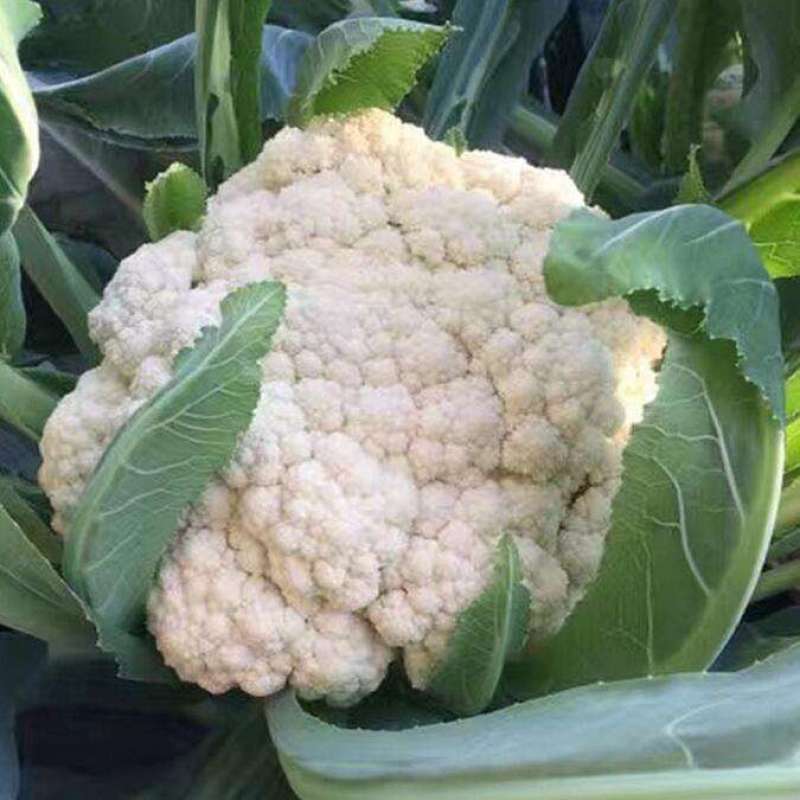 美浓80天有机青梗松花菜种子耐寒抗病花椰菜种秋季基地蔬菜