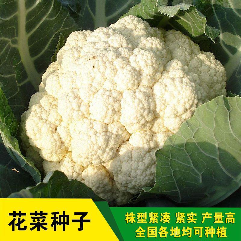 美浓80天有机青梗松花菜种子耐寒抗病花椰菜种秋季基地蔬菜