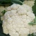 美浓80天有机青梗松花菜种子耐寒抗病花椰菜种秋季基地蔬菜