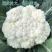 美浓80天有机青梗松花菜种子耐寒抗病花椰菜种秋季基地蔬菜