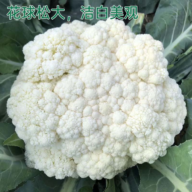 美浓80天有机青梗松花菜种子耐寒抗病花椰菜种秋季基地蔬菜