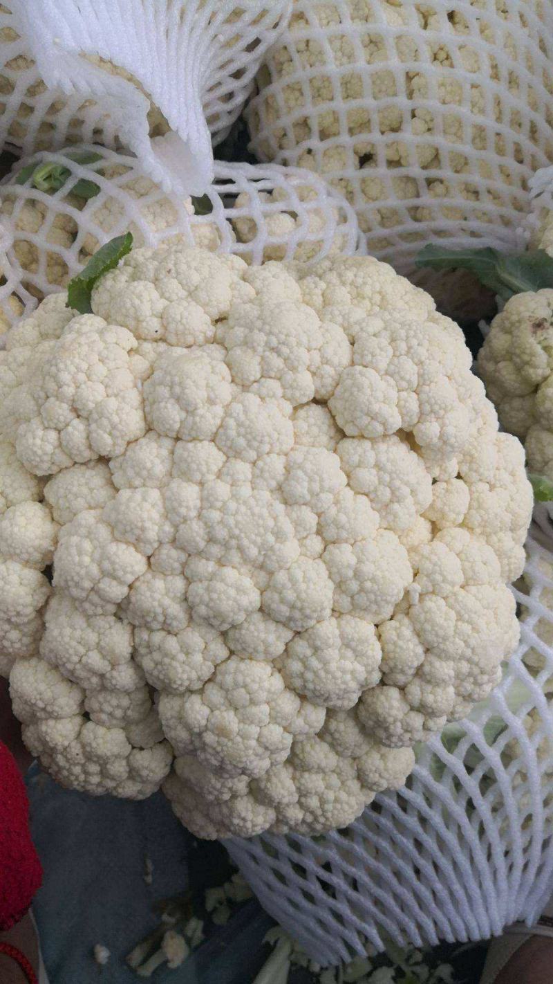 美浓80天有机青梗松花菜种子耐寒抗病花椰菜种秋季基地蔬菜
